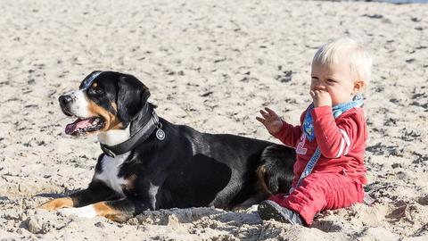 Entlebucher Sennenhund und Kind am Strand